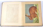 Ф.Д.Алексеевь, "Кролиководное Искусство", сь 13 хромолитографиями, 60 рисунками, 1911 g., издание т-...