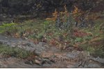 Brovar Yakov (1864 – 1941), Forest landscape, 1917, canvas, oil, 65 x 90 cm, restoration...