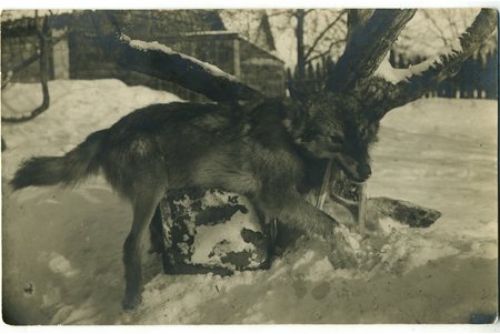 фотография, охота, волк, Латвия, 20-30е годы 20-го века, 13,6x8,6 см